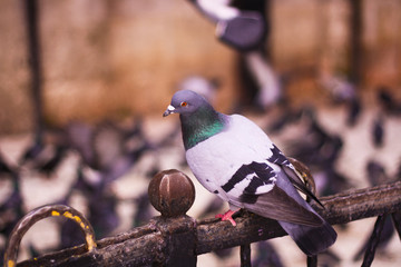 The pigeon is sitting on the railing