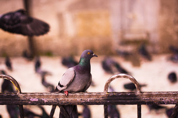 The pigeon is sitting on the railing