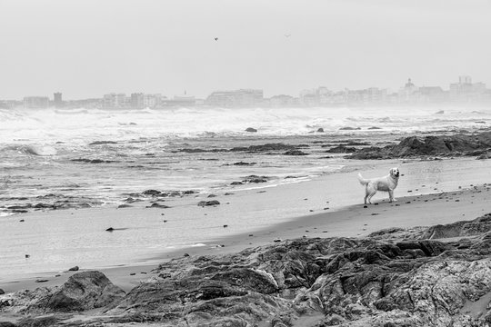 Black and White