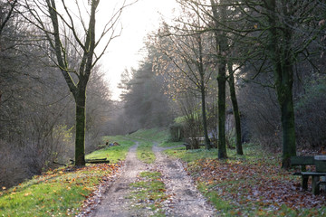 Waldweg im Herbst
