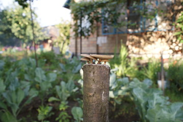 Naklejka na ściany i meble Mushrooms on a stick 