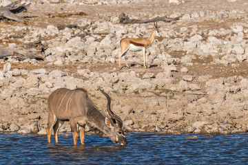 A male greater kudu (Tragelaphus strepsiceros) drinking at the water hole, Etosha National Park, Namibia.