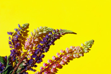 Colorful Flowers On Yellow Background. Colorful Nature Background. Vivid Background. Botanical Beauty.
