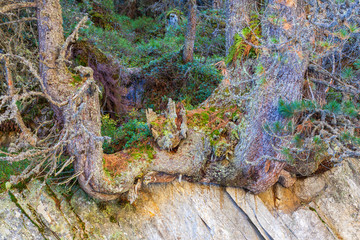Old growth Pine tree