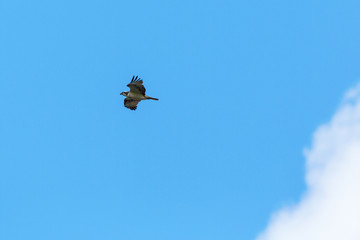 Osprey flying