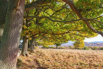 Fototapeta premium Oak trees branches
