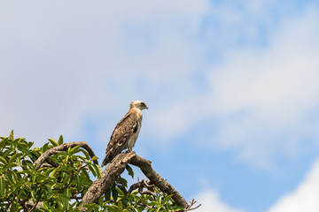 Short toed snake eagle sits in a tree top and looking