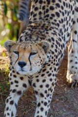 Close up of a Cheetah that stretches on its body