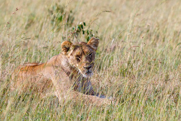 Relaxed Lioness in the grass at the savanna looking at camera