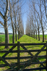 Fototapeta premium Wooden gate with grass road in the middle of a grove with no leaves with a wooden gate on the back in the middle of autumn
