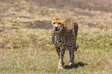 Cheetah coming against us