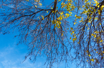 Branches of tree on the background of blue sky