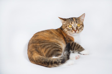 Obraz premium beautiful striped young cat on a white background looks beautiful eyes