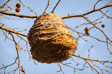 Honeycomb nest hanging on a branch of a tree in autumn