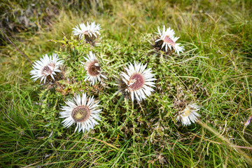 Carlina acaulis blooming in the mountains of Durmitor in Montenegro.