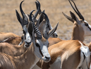 Naklejka na ściany i meble A group of male Impala Antelopes Aepyceros melampus in Nxai Pan National Park, Botswana