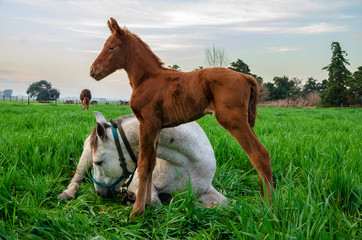 Fototapeta premium Little just born brown horse standing next to the mother laying down on long green grass during the day with a countryside landscape
