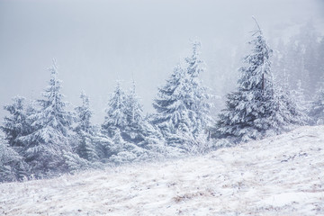 winter landscape with snowy fir trees in the mountains