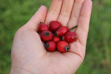 Rose hips in the hand, herbal tea natural