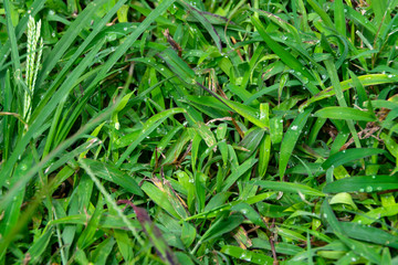 Pasture with dew in the morning, green foliage in Latin america, freshness at dawn.