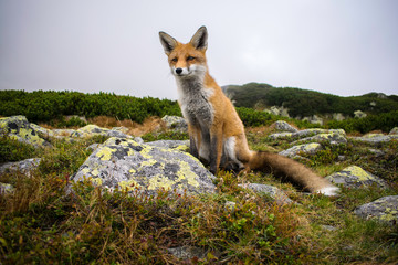 red fox in stones