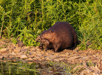 BEAVER
