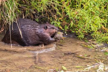 BEAVER