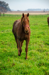 Brown horse with dried mud walking in front on a green field in a countryide landscape