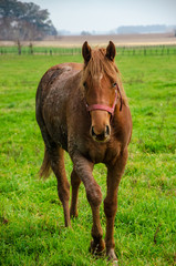 Fototapeta premium Brown horse with dried mud walking in front on a green field in a countryide landscape