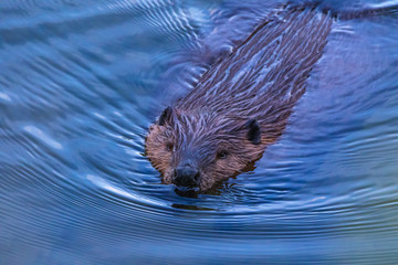 BEAVER