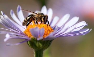 bee or honeybee sitting on flower