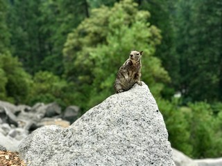 Naklejka na ściany i meble Yosemite Squirrel
