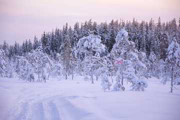winter landscape with trees and snow