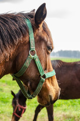 Close up of a horse head from a side with another horse in the background