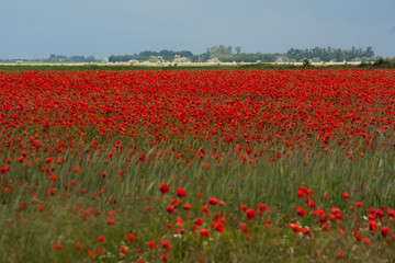 Feld mit leuchtend roten Mohnblumen vor dunklem Gewitterhimmel im Seewinkel, Neusidlersee