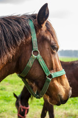 Close up of a horse head from a side with another horse in the background