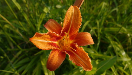Fleur orange