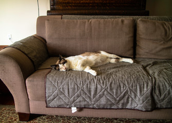 Gatos