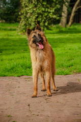 Belgian Shepherd practising postures and other things of dogs