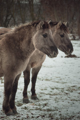 Horse on winter day walking through the park. Walking and eating brown horse.