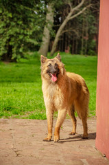 Belgian Shepherd practising postures and other things of dogs