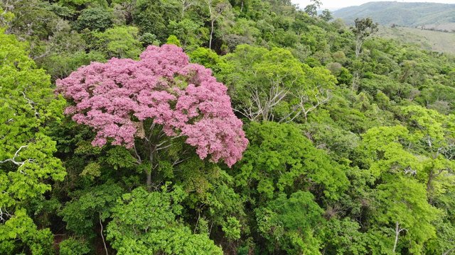 Pink tree among the green forest