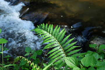 Fern green leaves at the waterfall.