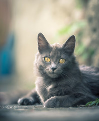 chat gris