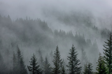 Fototapeta na wymiar forest in the mist