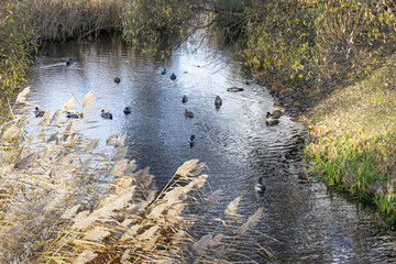 Ducks on the backwater among the thickets of reeds