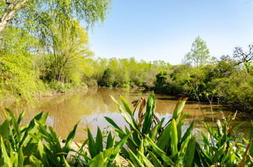 Swamp with green plants and a lot of trees, in a sunny day