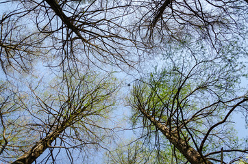 Trees down up view