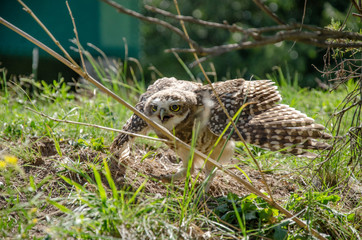 burrowing owl exposed with wings open and mad behind some branches