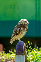 Burrowing owl with surprise face standed on a pipe with a green metallic background
